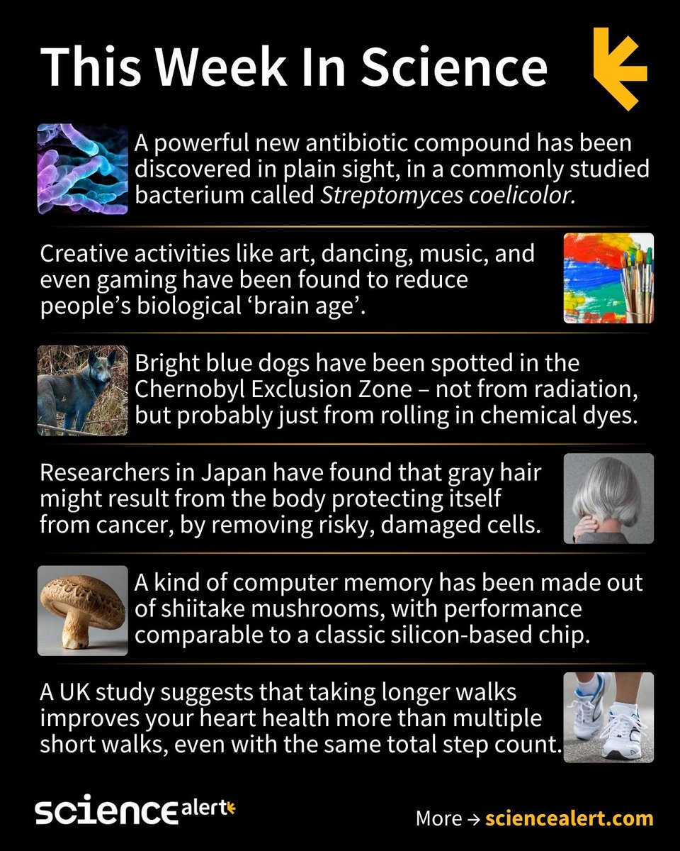 ScienceAlert's tweet image. This Week In Science (October 26 – November 1) 🧪

Blue dogs, the pros of going gray, a mushroom computer, and much more! (Story links in thread 🧵)

#ScienceNews #ScienceAlert #STEM #ThisWeekInScience #TWIS