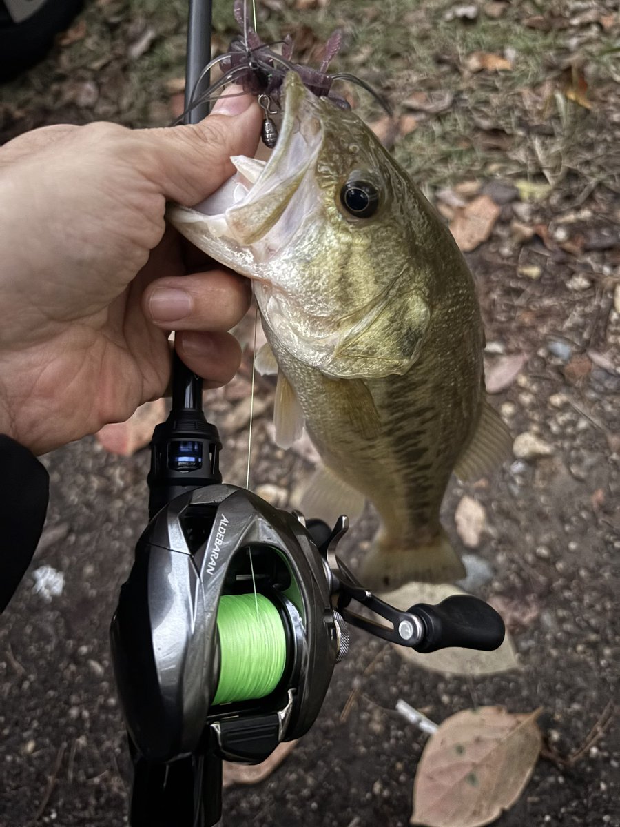 クアッドフォーゼ
モリケンリグでの1匹！😁