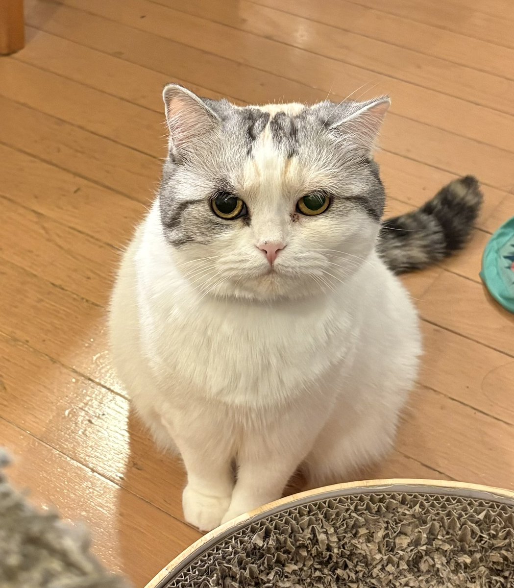 yokunerunene's tweet image. みてる〜？