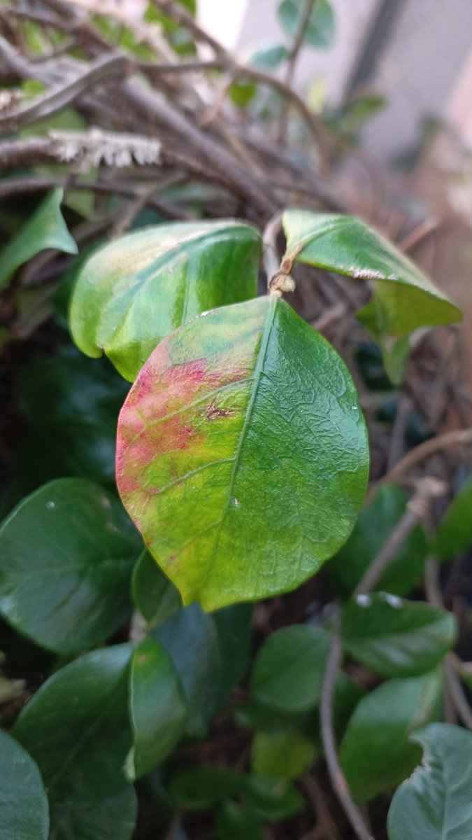 Aqiq_di35's tweet photo. Plants are way of our 🫁🌱 #NaturePhotography #NatureBeauty #nature #leaves #plants #trees #Autumn2025 #autumnfall #earthplanet #Earth #BREATH #Saturday #November2025 https://t.co/oh8oI0YN0I