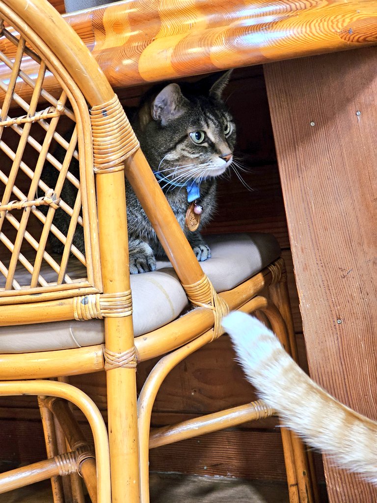 汐華初流乃 (@shiobanaharuno7) / Posts / X