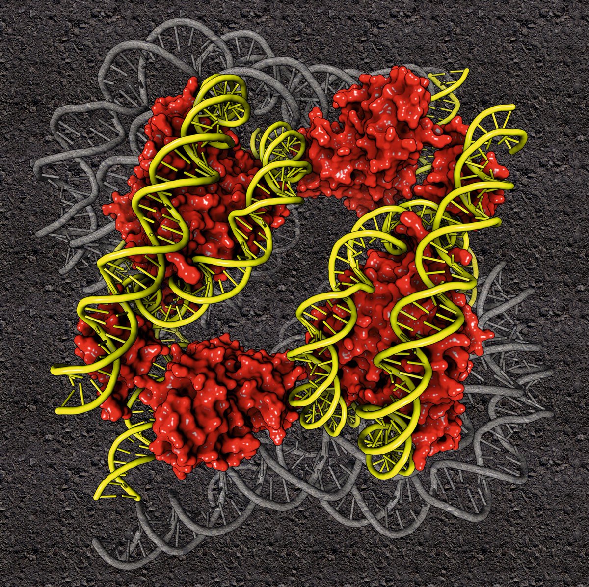 Here you can see a cryoEM structure of the human BAF-Lamin A/C IgF-H1-nucleosome complex (PDB code: 9J8O)

Rendering by Francisco J. Enguita (<a href="/fenguita/">Francisco J. Enguita</a>) made with #ProteinImager

3dproteinimaging.com/protein-imager…

#SciArt #chromatin #nucleosome #BAF #lamin #transcription #cryoem