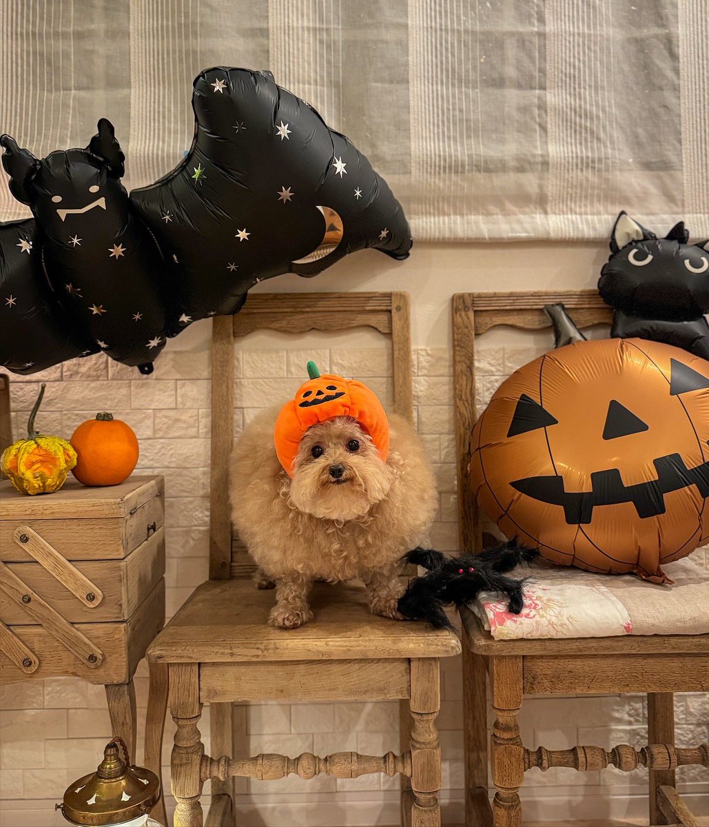 __mohu_c's tweet image. いなり寿司はカボチャになりました