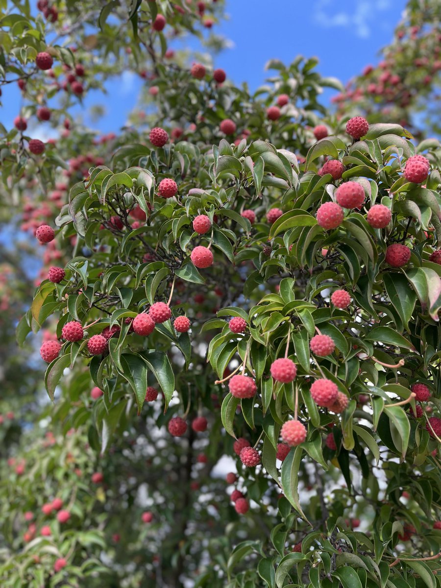 ようこページ/2点 LIMI LOGO PT B+C MESH COMBI NET LEGGINGS(S light gray): Vintage