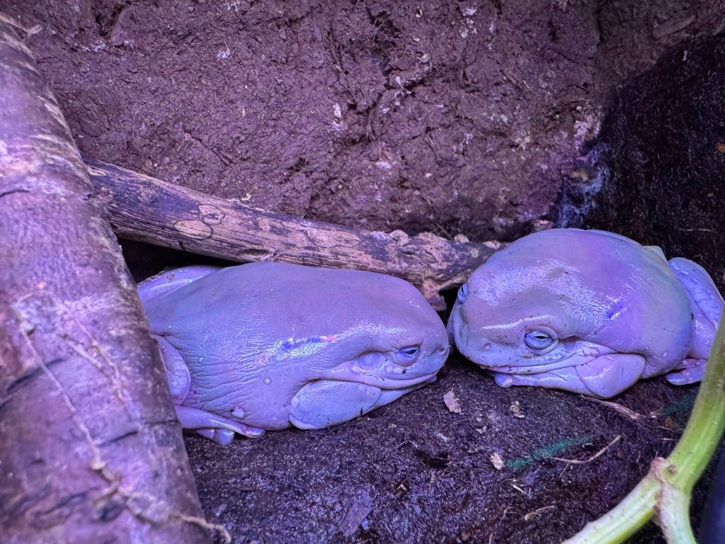 旦那は妻尻に敷かれるくらいが
ちょうどいい🐸🐸