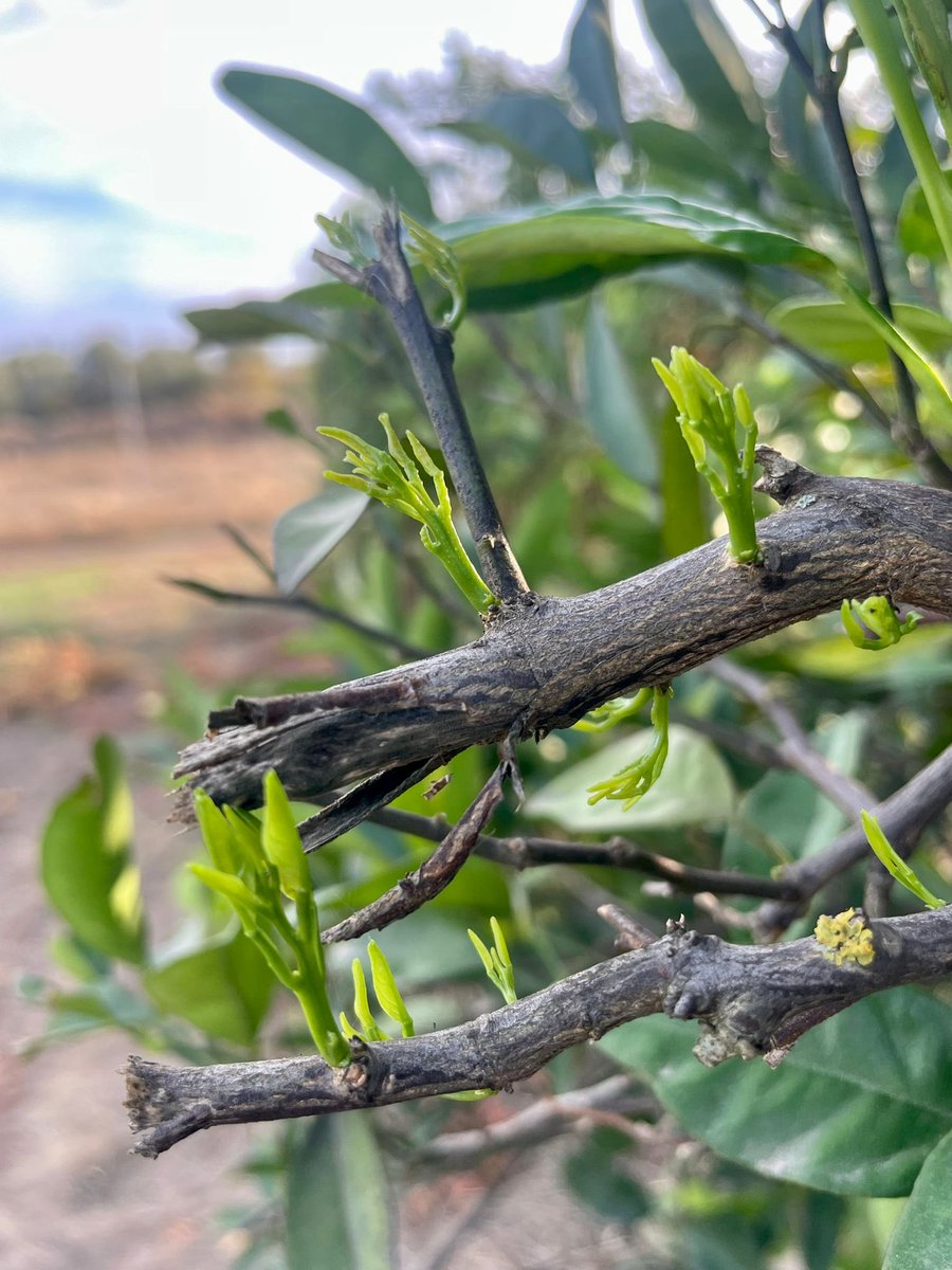 Seneca Green Agro tweet media