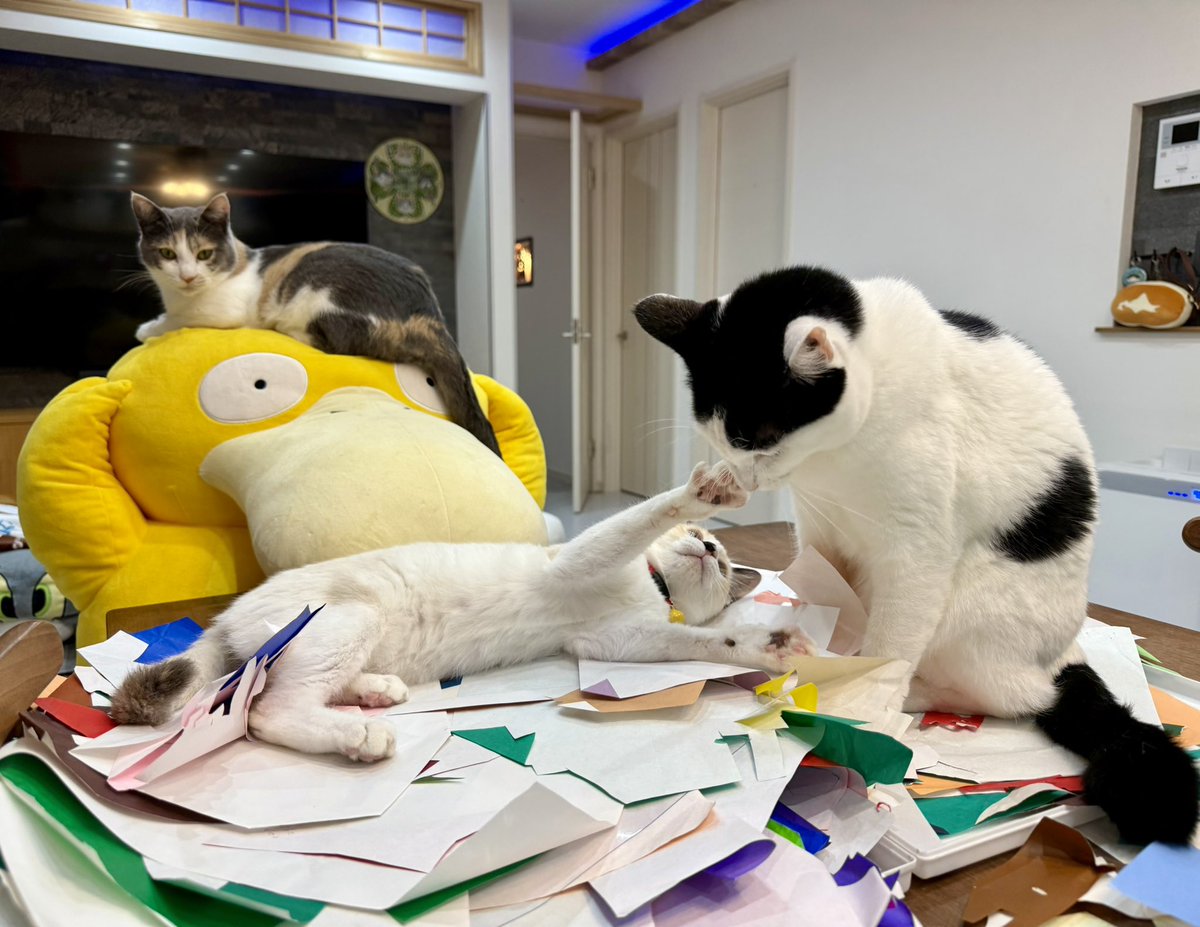 Post by なみそ📕KEN/書籍重版！感謝📙 on X: 菊ねこさん！