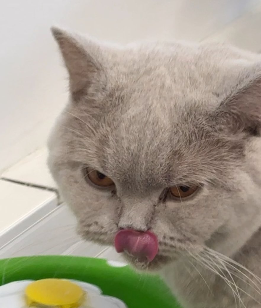 Oe la fraude à assez duré cette année merci Choky d'avoir rétablie la vérité