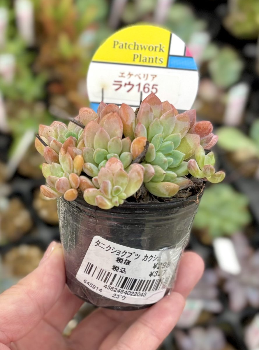 多肉植物 たまちゃ•*¨*•.¸¸♬ 多肉植物無人販売 ちまちま屋/店主はセダムマニア (@chimachimaya