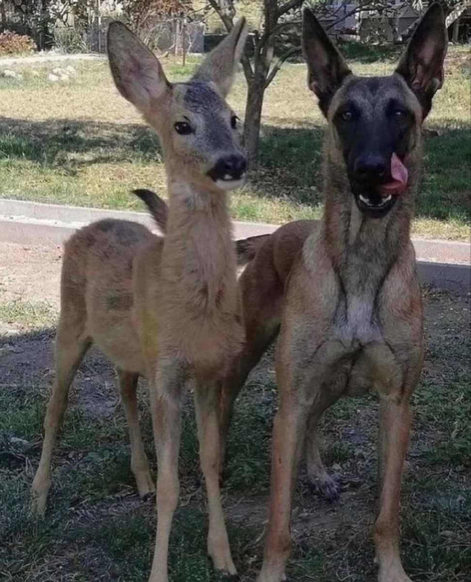 #этерна

Это ваши Лионель и Рамон в оборотневой AU?