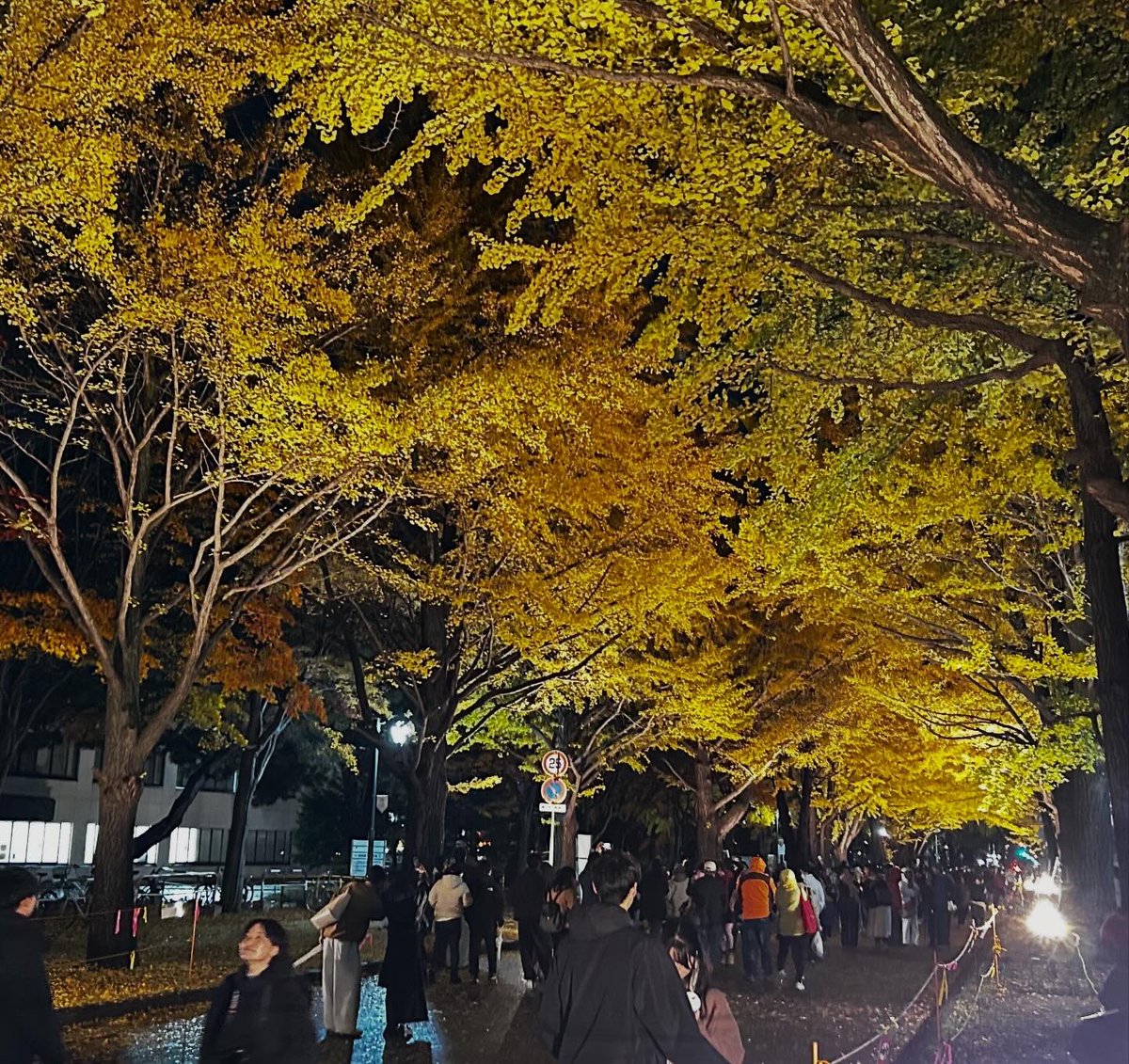 銀杏のライトアップでした。
#銀杏並木　
#金葉祭