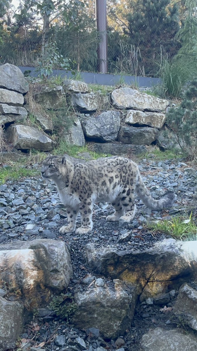 malfunctionnn's tweet photo. Otto &amp; Tashi ❄️🐆 

#snowleopard #ユキヒョウ #dublinzoo https://t.co/LnWILqZ5WW