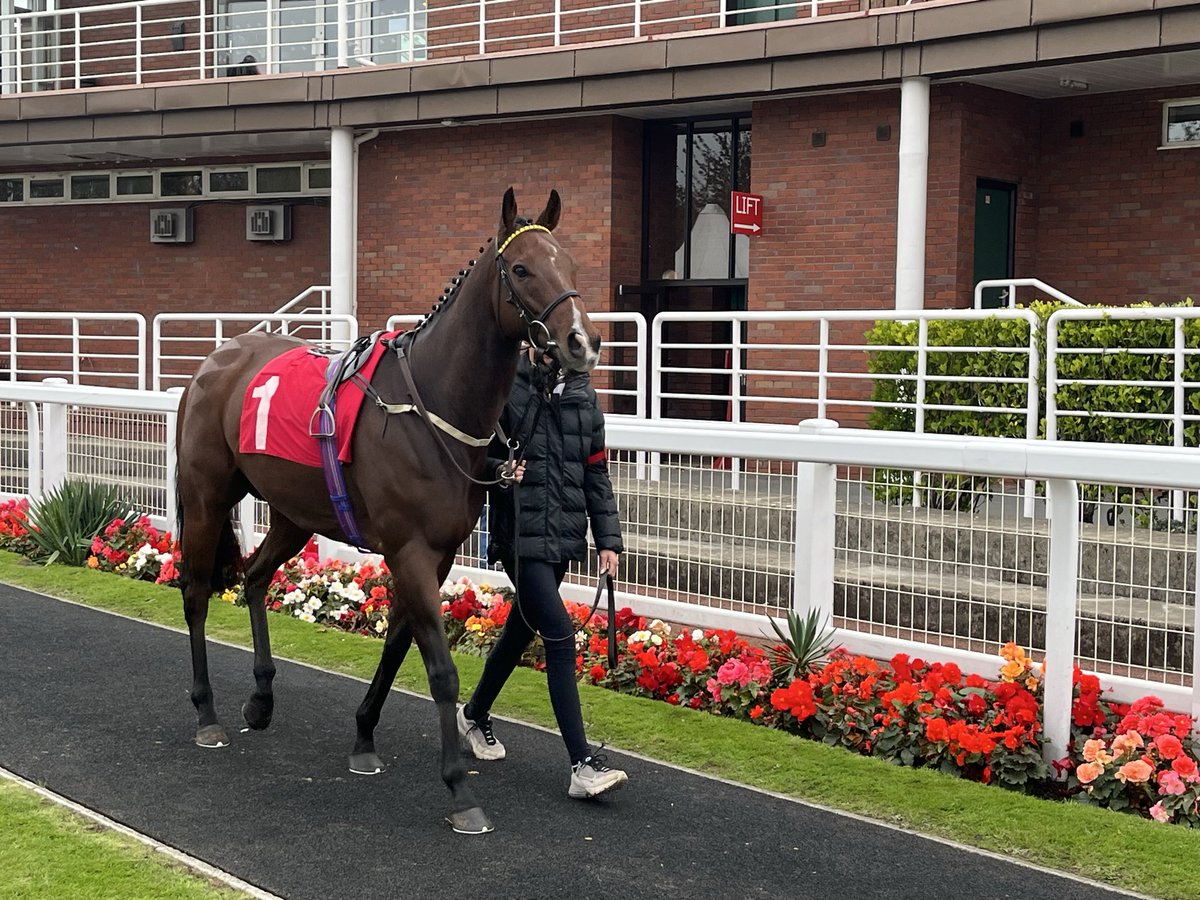 Today we run Showtime Mahomes <a href="/NewcastleRaces/">Newcastle Racecourse</a> for <a href="/granttuerracing/">Grant Tuer Racing</a> with <a href="/olistammers/">Oli Stammers</a> riding. It looks a competitive race for the grade but he’s in good form and can hopefully run his race