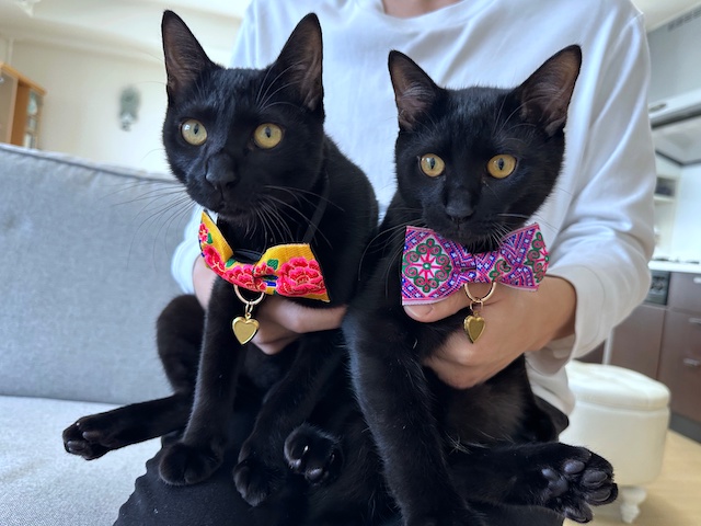 【睦月】切り株付き！まっくろくろの蝶ネクタイねこちゃん形オルゴ☆他４点 睦月】切り株付き！まっくろくろの蝶ネクタイねこちゃん形オルゴ☆他4