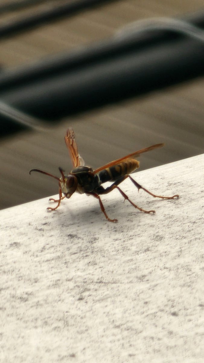 🏴‍☠️橋の｢うー｣🏴‍☠️ on X