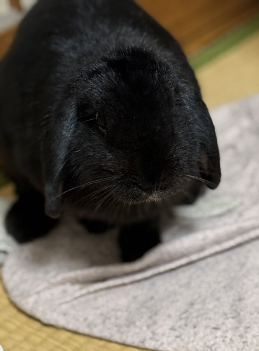 みっちゃん♡うさぎのくろみ🐰 (@setoseto002) / Posts / X