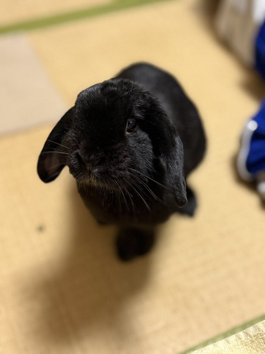 みっちゃん♡うさぎのくろみ🐰 (@setoseto002) / Posts / X