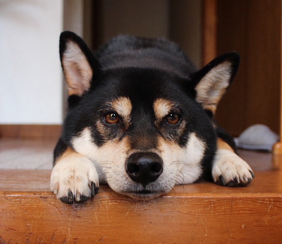 実家のシバイッヌ！
 #犬の日