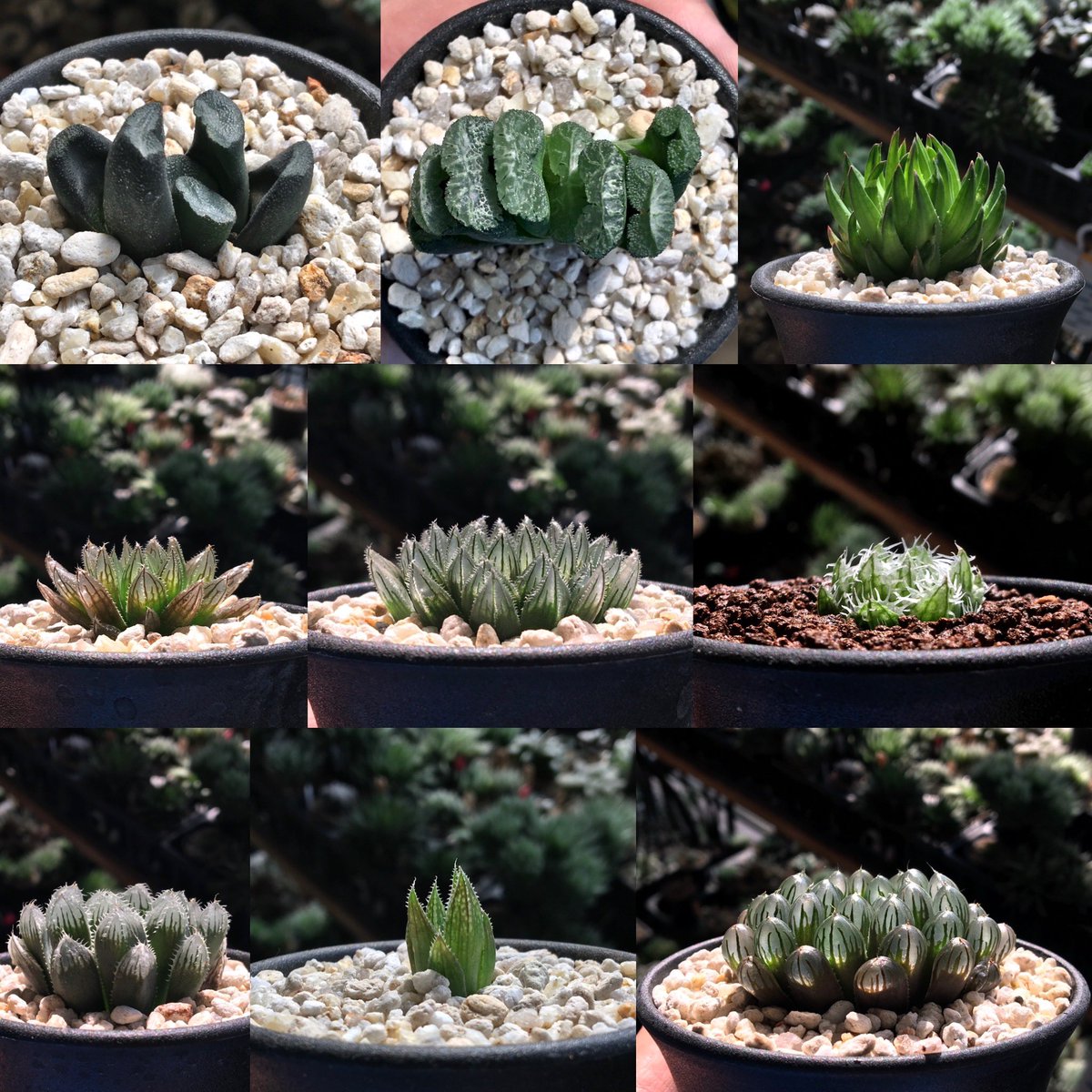 キネ@CrystalPlants (@crystalplants23) / Posts / X