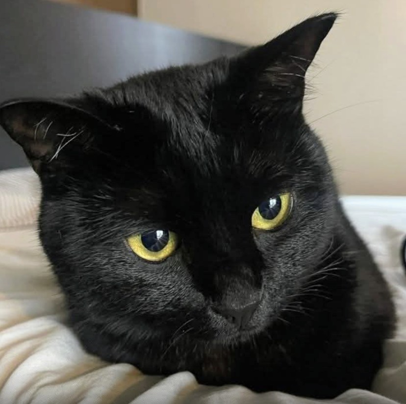 ☆よもぎ様☆専用出品商品です！ 通販限定】Z/X -Zillions of enemy X- CD付きタオルケット「竜の