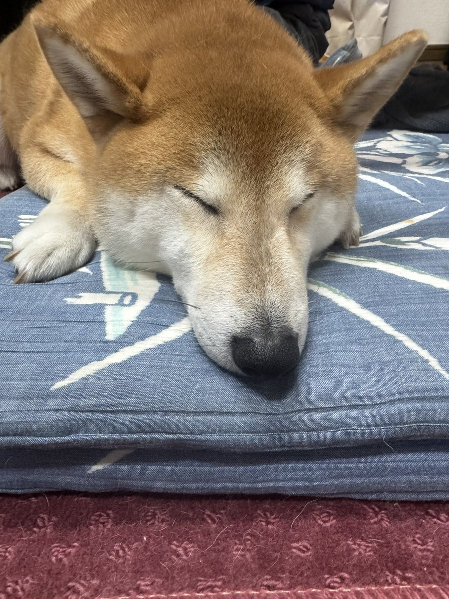 柴犬)むぎちゃん&ぎんちゃん (@shibakenmugi) / Posts / X