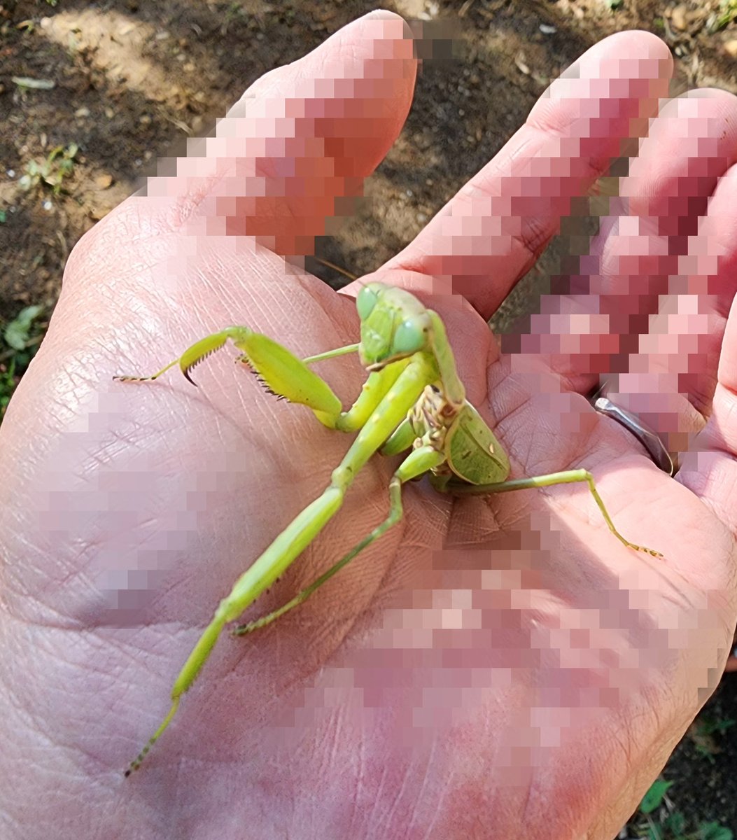 みーたんページ みーたんむら くにひこ@はちみつ農家🐝(貴様とお主のお主の方)魚