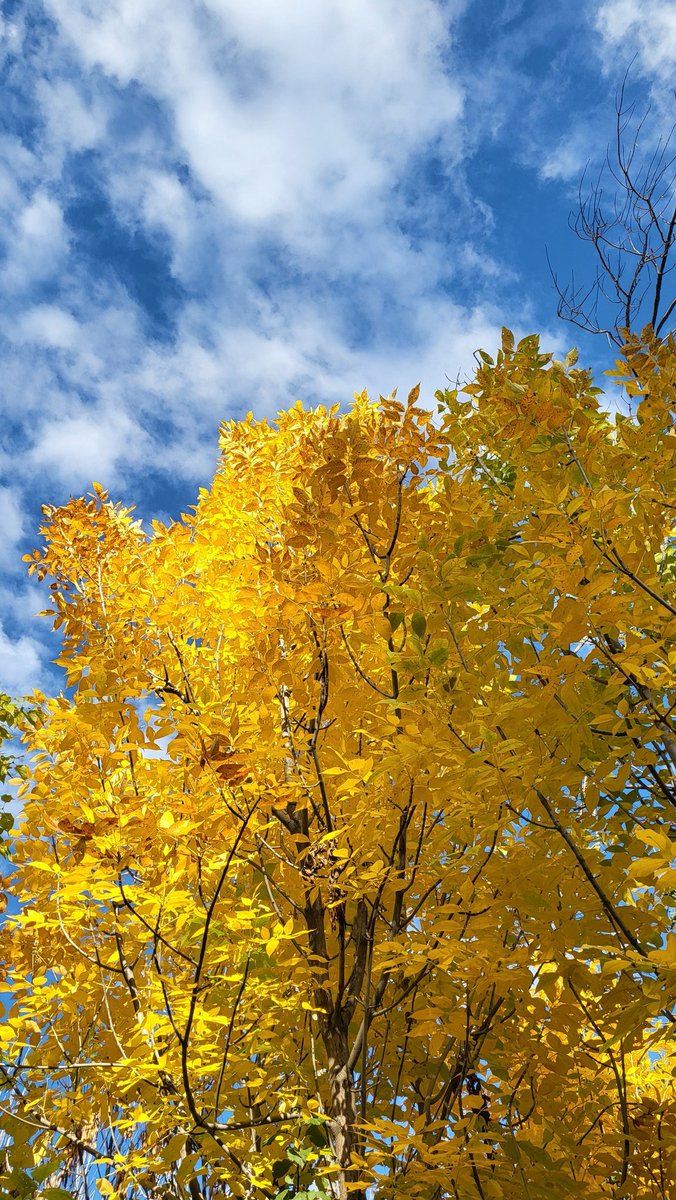 A term down, 3 more to go! Alhamdulillah. Enjoy the Autumn break fellow teachers.