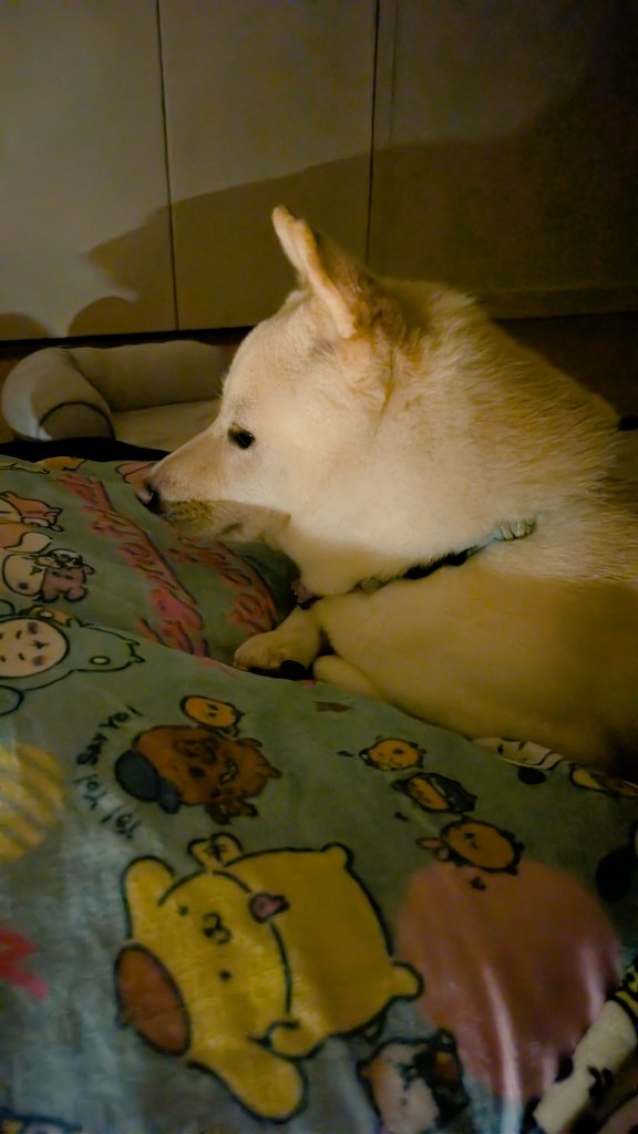 わんちゃん Amazon.co.jp: セキグチ(Sekiguchi) いないいないばあっ