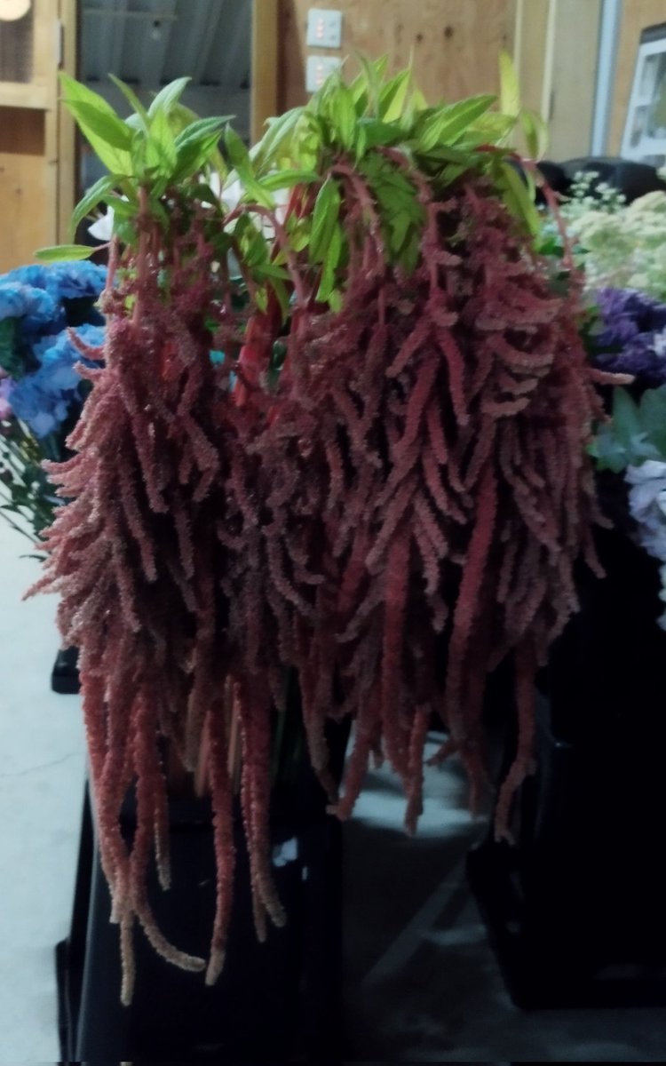 ほ*郎様 アツモリソウ アツモリソウ | 岩崎園芸