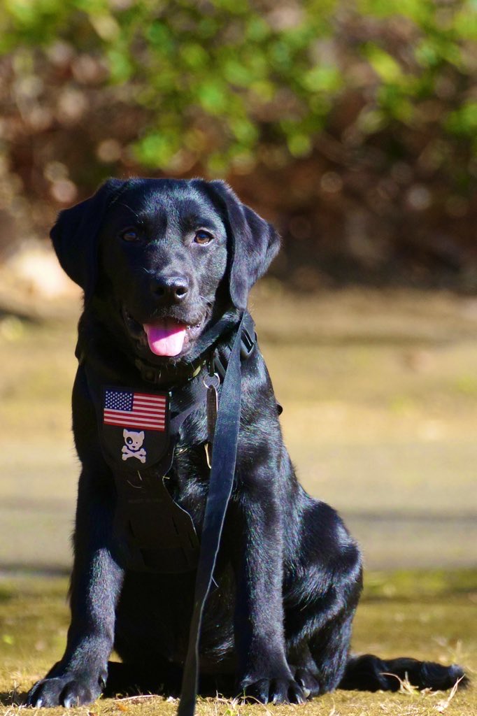 ワンワンワン - Search / X