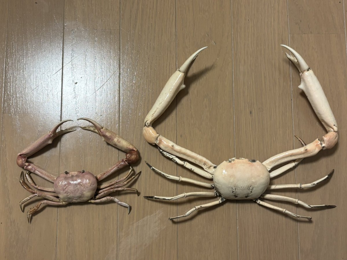 新品　匿名　 spindleshanks crab カニ 新品 匿名 spindleshanks crab カニ 新品 匿名 spindleshanks crab