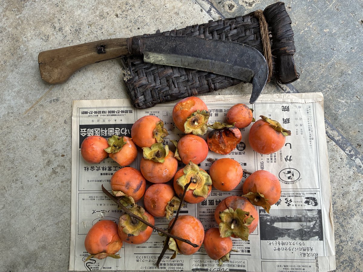 81 山採り　アセビ CATEGORY Plants | SHOUCHIKUEN