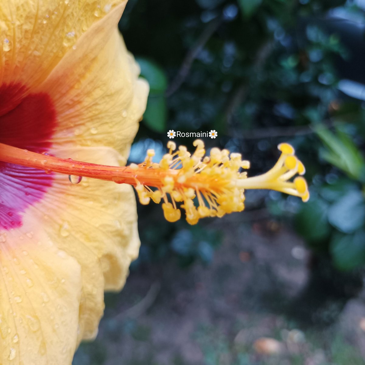 R_o_s_m_a_i_n_i's tweet image. I love you
In silence
Keeping every longing i have
In the drops of my tears
My heart feels something
My heart loves you

✍️📸🌼Rosmaini🌼