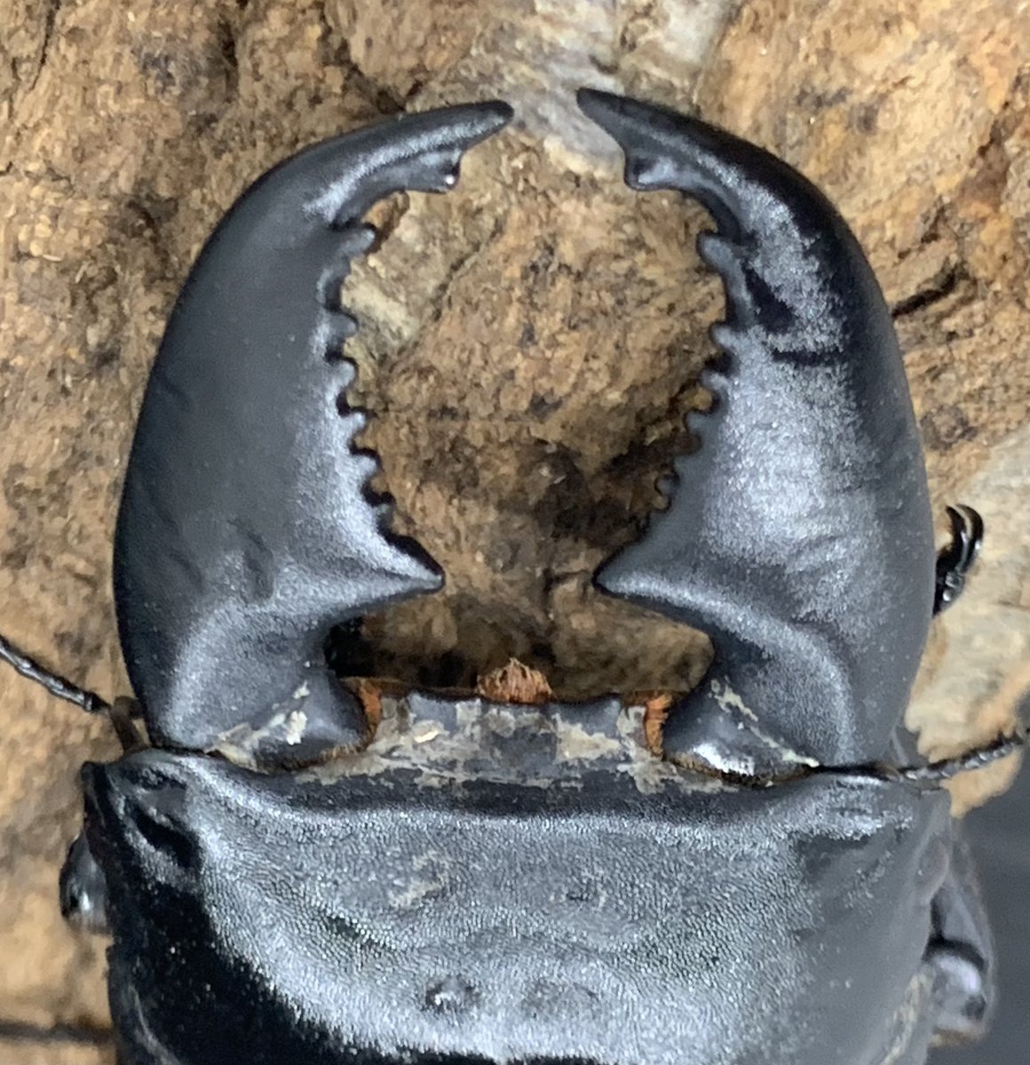 茨木カブクワ童子 (@shin2ro216) / Posts / X