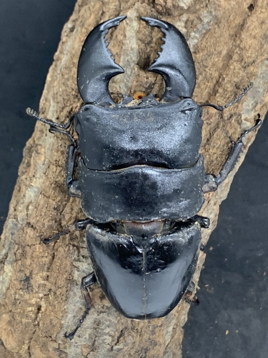 茨木カブクワ童子 (@shin2ro216) / Posts / X