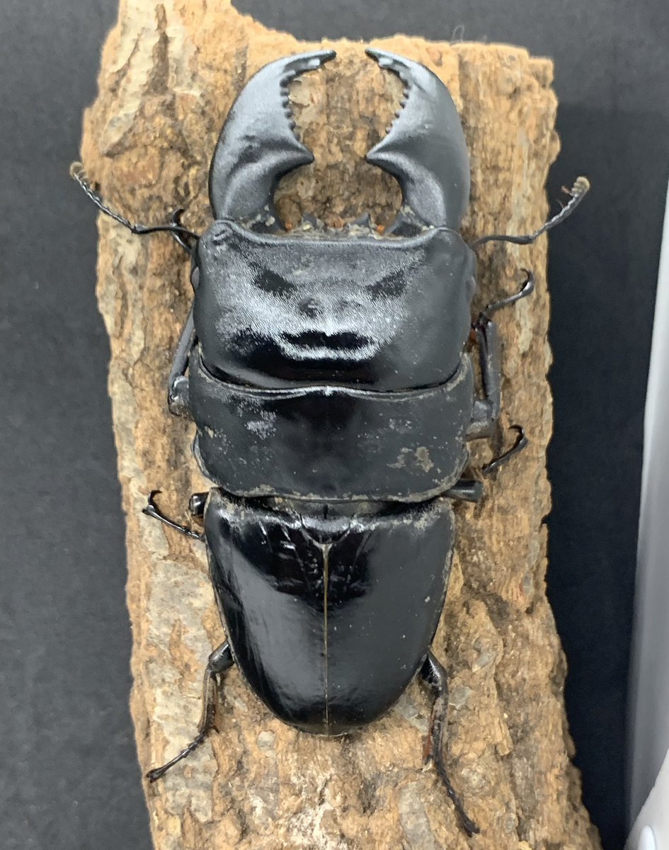 茨木カブクワ童子 (@shin2ro216) / Posts / X