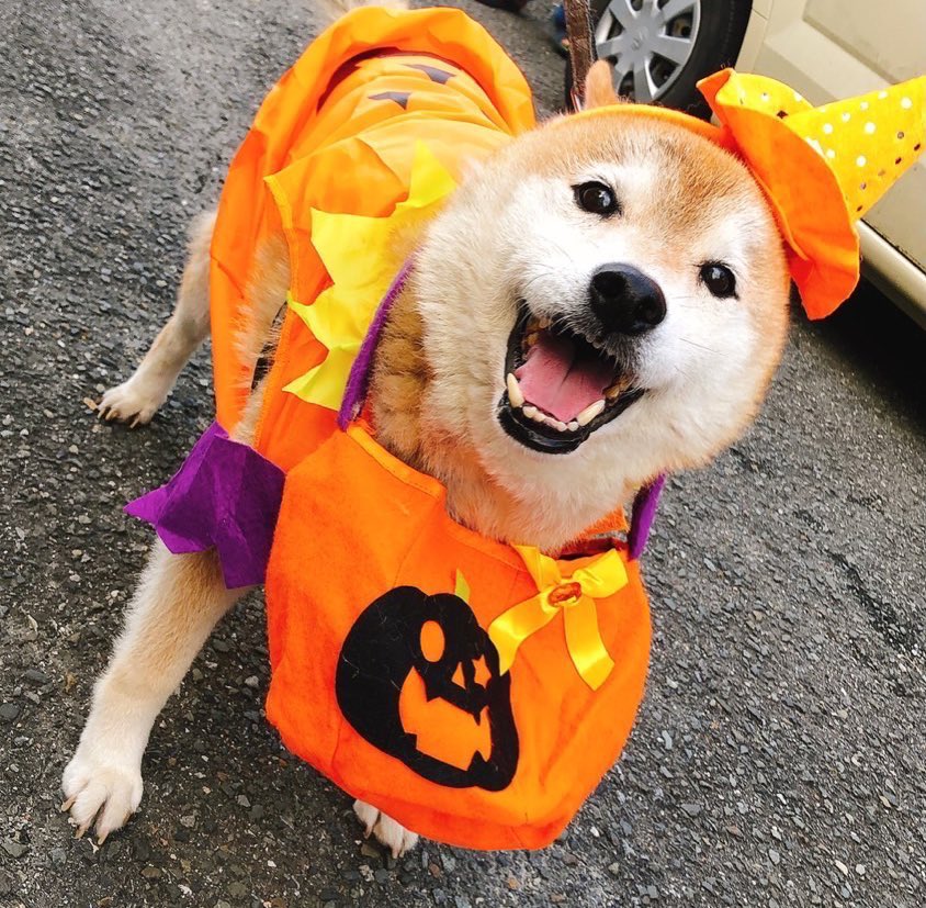 響といぬ美と、犬の絵と、うちの犬の写真です 