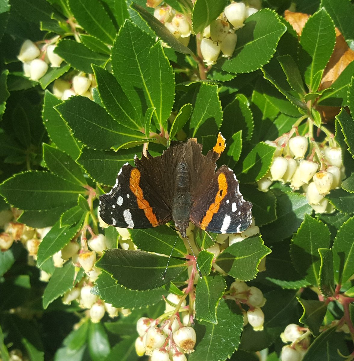 ColBowler's tweet image. Sunny but very windy in suburban Derbados this morning, but not enough to deter this hardy, battle-scarred Red Admiral from finding a sheltered spot on a neighbour's front garden to feed @MatthewOates76 
This shrub version of strawberry tree attracting plenty of bees too.