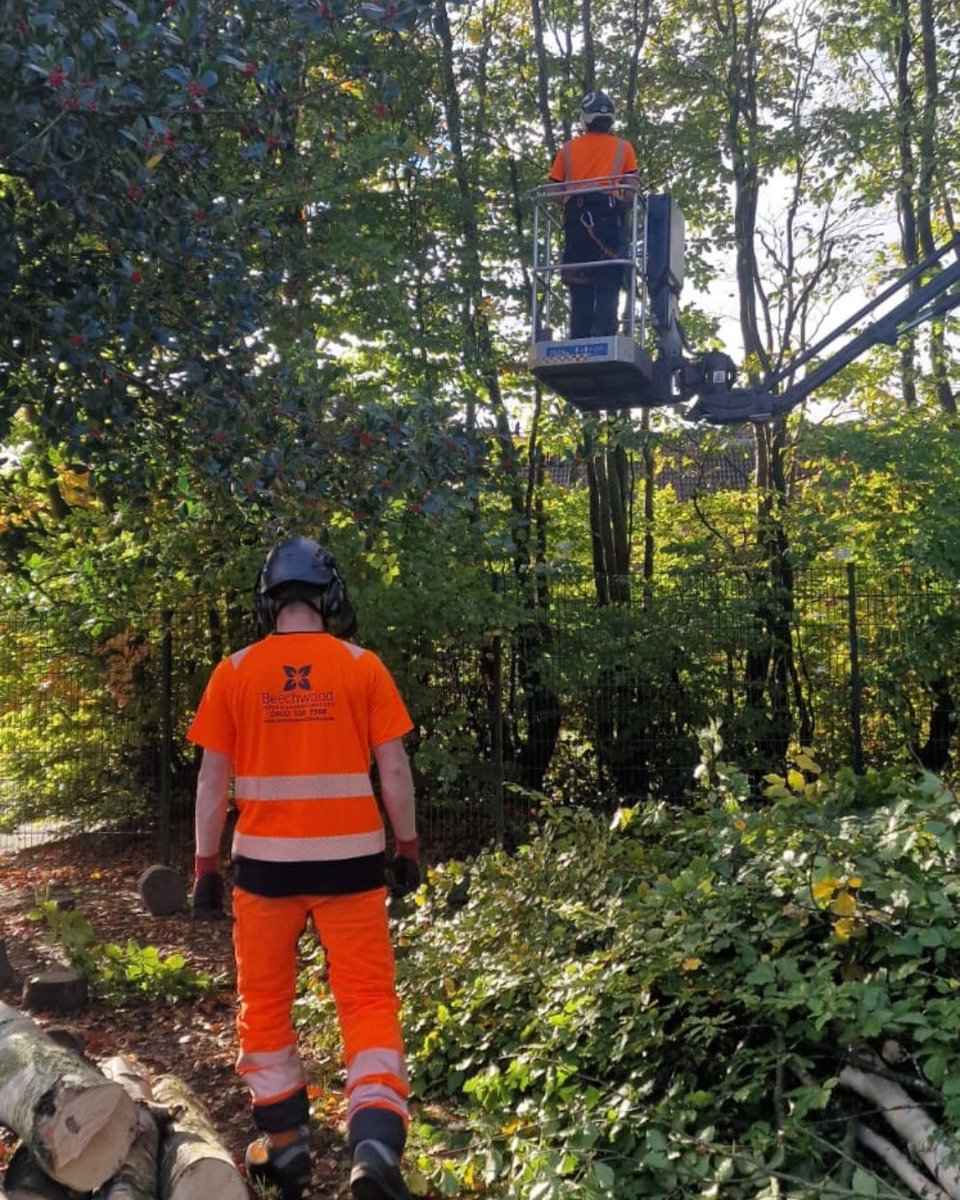 BossBeechwood's tweet image. A recent job in Mansfield 🌳✂️

Our team carried out essential tree works around a local school, cutting back overhanging trees and branches for health and safety, while carefully retaining the natural woodland feel of the boundary. 🌱

#TreeCare #ArboristLife #SchoolSafety