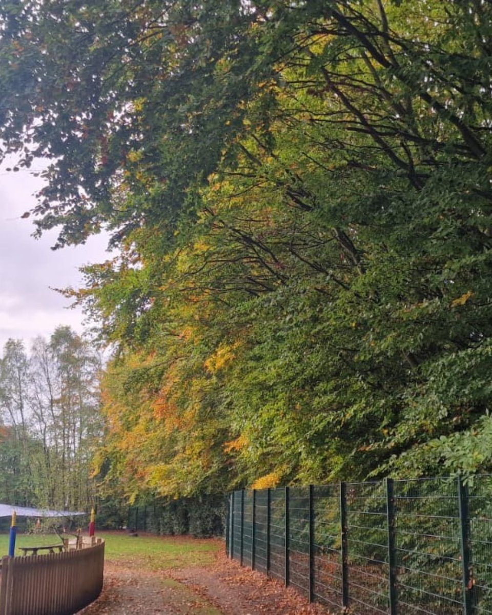 BossBeechwood's tweet image. A recent job in Mansfield 🌳✂️

Our team carried out essential tree works around a local school, cutting back overhanging trees and branches for health and safety, while carefully retaining the natural woodland feel of the boundary. 🌱

#TreeCare #ArboristLife #SchoolSafety