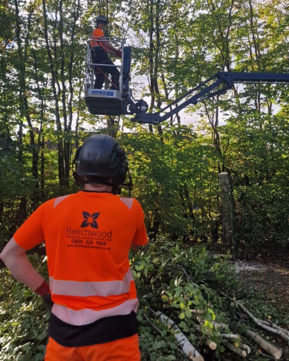 BossBeechwood's tweet image. A recent job in Mansfield 🌳✂️

Our team carried out essential tree works around a local school, cutting back overhanging trees and branches for health and safety, while carefully retaining the natural woodland feel of the boundary. 🌱

#TreeCare #ArboristLife #SchoolSafety