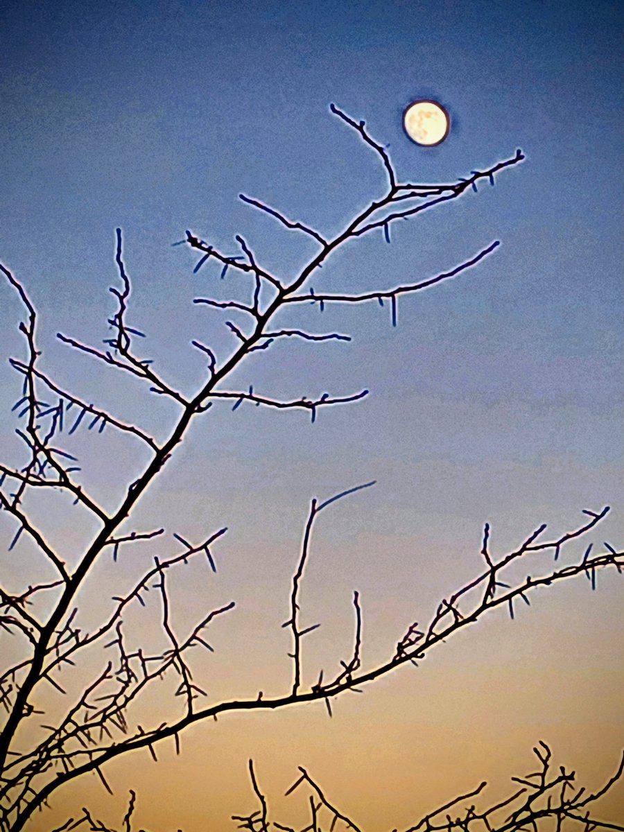 ve yine yiter bir hikaye daha, hüznüyle sarmaşık bir hikaye daha biter. ve yiter bir hikaye daha gerçekliğin ezici ağırlığından kaçmak için tasarlanmış düşsel bir kovukta... için için tüter bir ağaç daha, dallarında düş yaprakları solar teker teker ve düşer toprağın kucağına... o