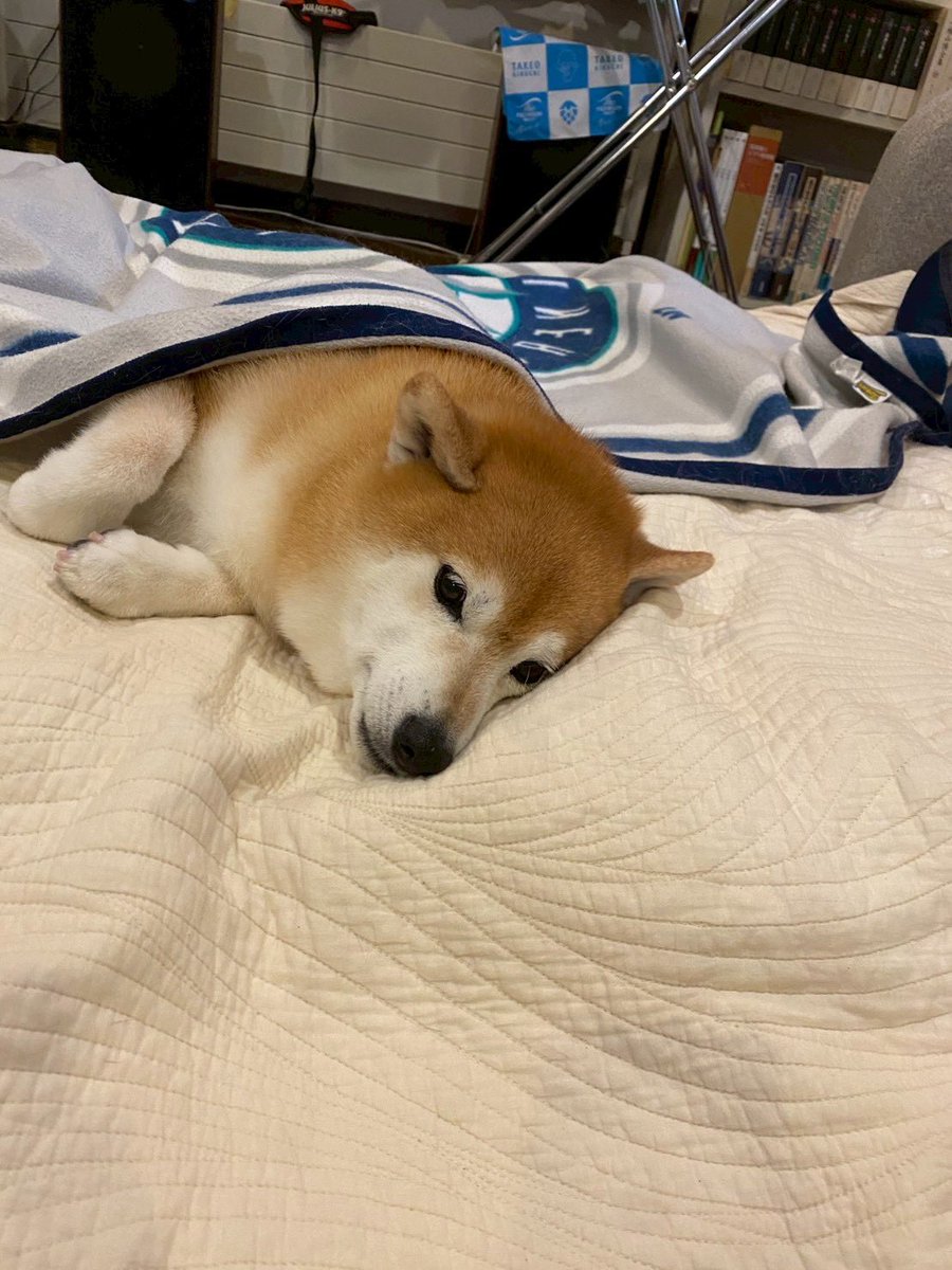 柴犬🌼瑚子 (@shibacoco0613) / Posts / X 柴犬🌼瑚子 (@shibacoco0613) / Posts / X