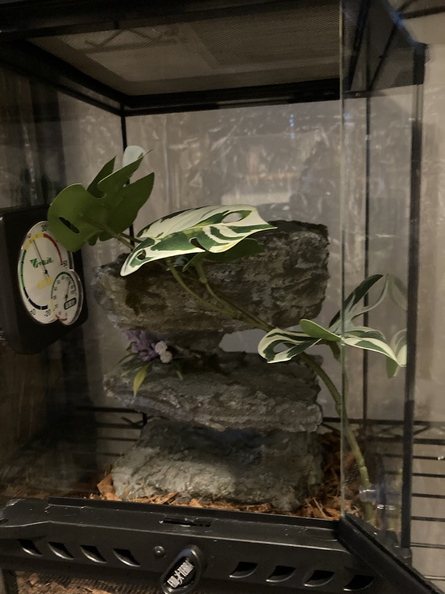 小物 tetrapod Ichthyostega Fossil Tetrapod Four-legged Land Vertebrates