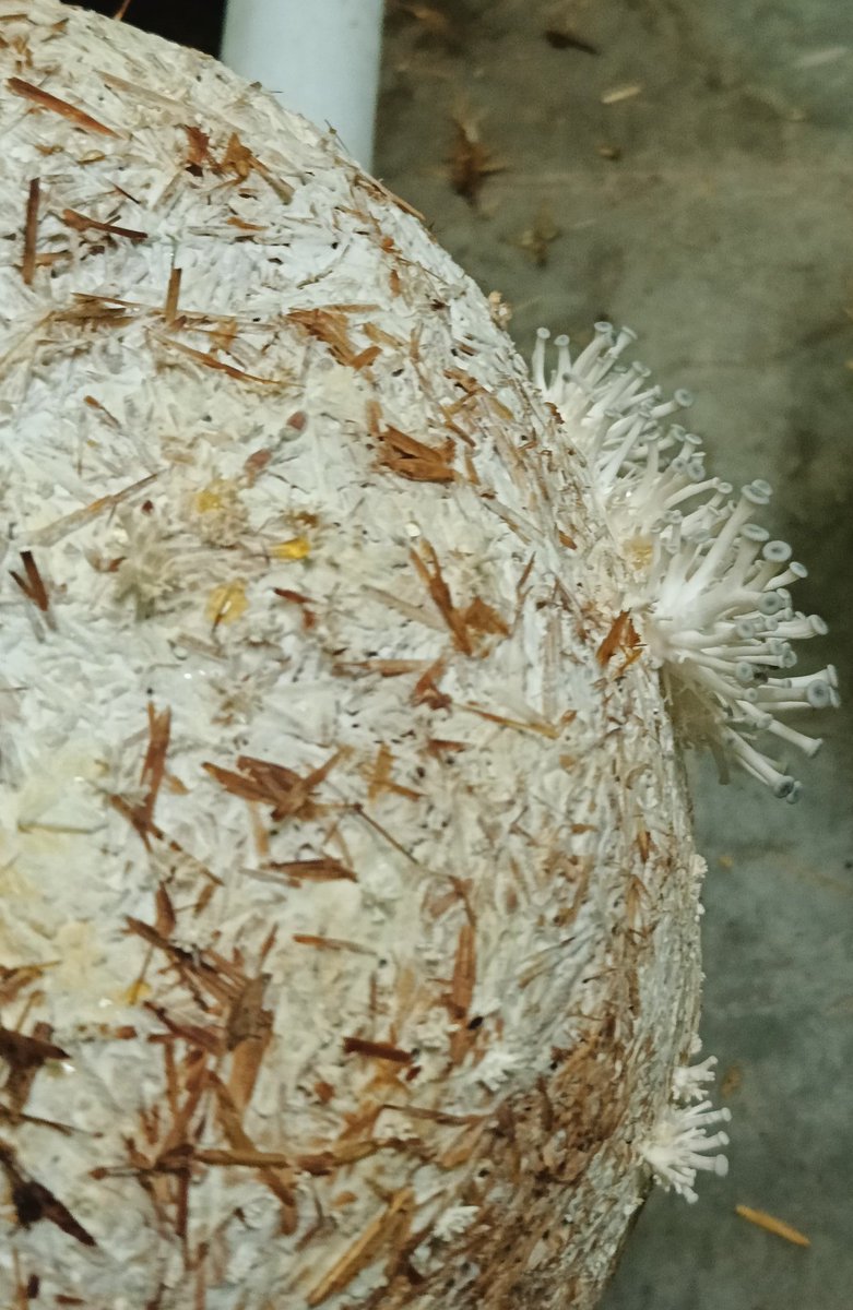 Our B.Sc. III Sem students of vocational paper, mushroom 🍄cultivation, Department of Botany, were very excited to visit Mushroom lab, IASc BHU. #Oyster Mushroom. Thanks to Harinath and Prof. Ramchandra Sir. <a href="/bhupro/">BHU Official</a> <a href="/DeanScienceBHU/">Dean, Faculty of Science</a>
