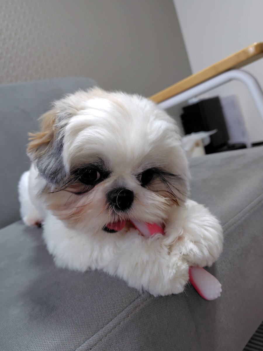 シーズー🍁もみじ🍁 on X