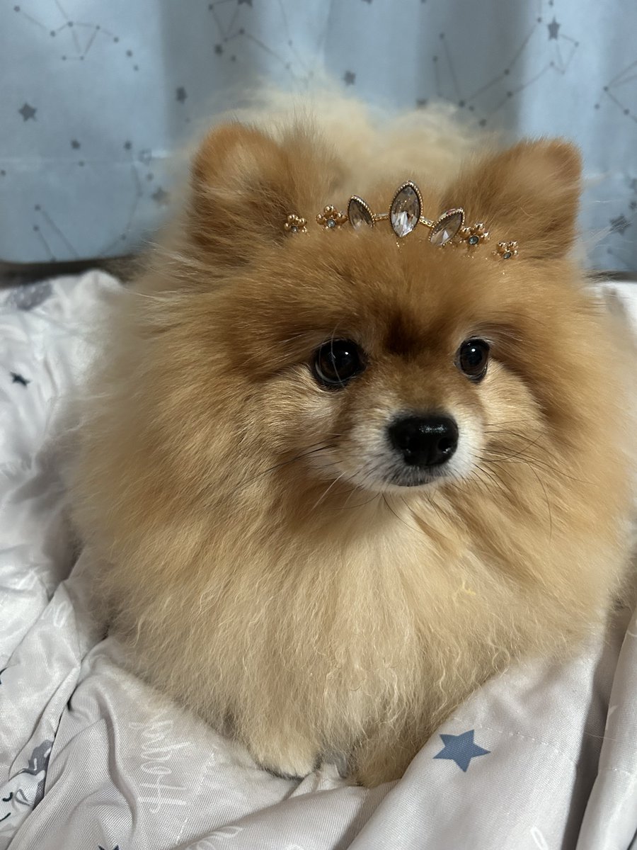 こっぺ🥖ポメラニアン (@coppe_0621) / Posts / X