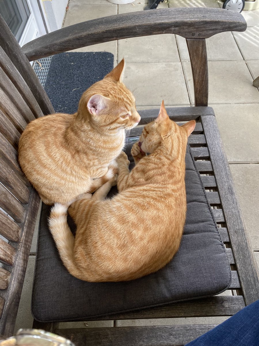 Nachbarskatzen fühlen sich augenscheinlich recht wohl hier🤷🏼‍♂️
