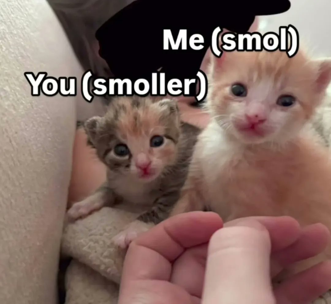 Catsillyness's tweet photo. https://t.co/dtncdq152s