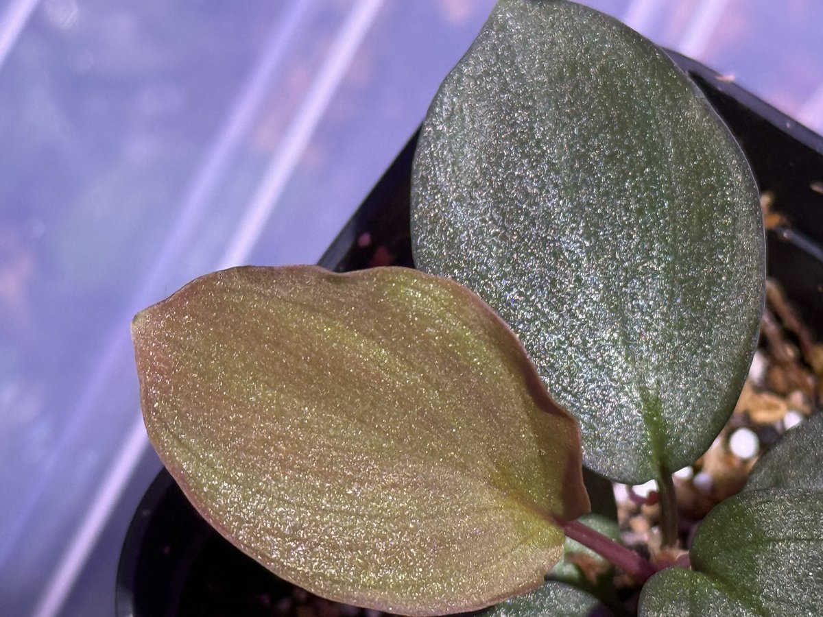 KENZO (@fw_kenzo) / Posts / X